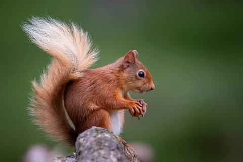 Squirrel (Sciurus), forest, Aviemore, Scotland, Great Britain
