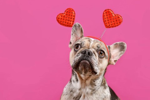 Funny French Bulldog dog wearing Valentine's Day headband with red hearts on pink background