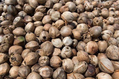 Coconuts, fruits of the coconut palm (Cocos nucifera), for the production of copra, Koh Samui,