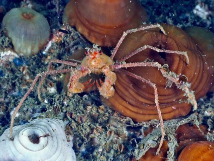 A long-legged scorpion spider crab (Inachus), sea spider, on a reef under water. Dive site Rinvyle,