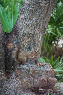 Grey squirrel perched on a tree stump eating peanuts