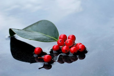 Holly, berries and leaf of holly in water