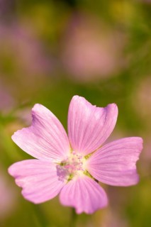 Musk mallow (Malva moschata), close-up, in a sunny meadow in summer, Spessart, Bavaria, Germany,