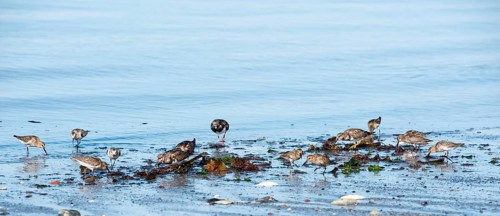 Dunlin (Calidris alpina), ruddy turnstone (Arenaria interpres) and sanderlings (Calidris alba),