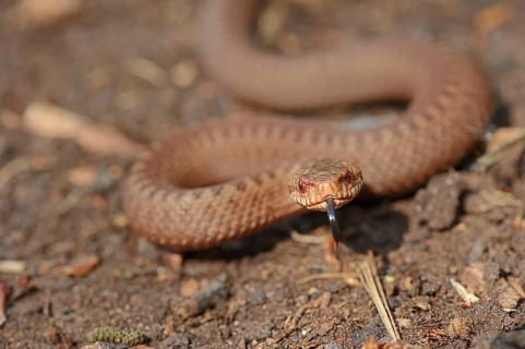Common european viper (Vipera berus), young animal lambing, North Rhine-Westphalia, Germany, Europe