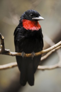 Purple-throated fruitcrow (Querula purpurata), male, captive, occurring in Central and South