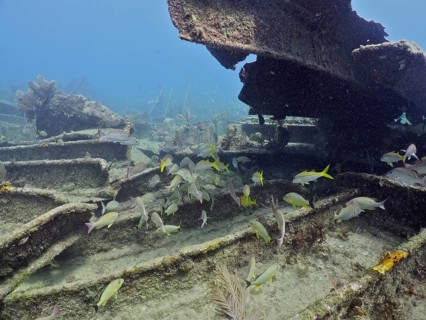 Wreck of the Benwood with fish swimming around. Dive site John Pennekamp Coral Reef State Park, Key