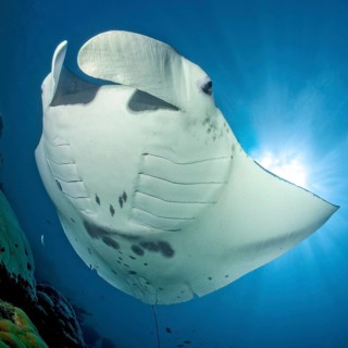 Underwater photo of reef manta ray (Manta alfredi) Manta, devil ray, winged ray, plankton eater,