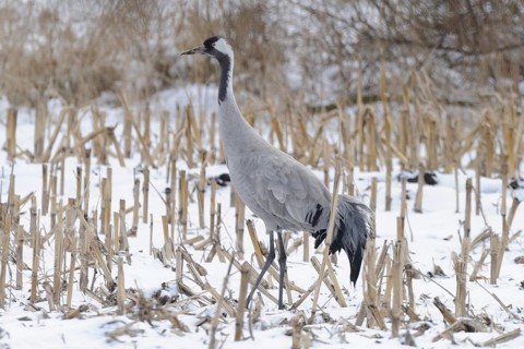 Crane (grus grus) resting on its southbound migration while foraging in a harvested maize field in