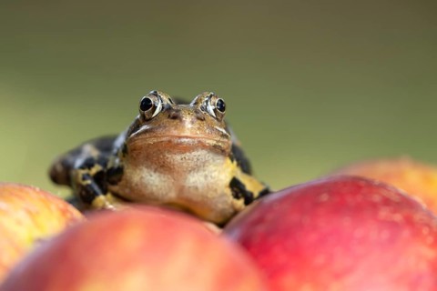 Common frog (Rana temporaria) adult amphibian climbing on a fallen apple fruit on a garden lawn in