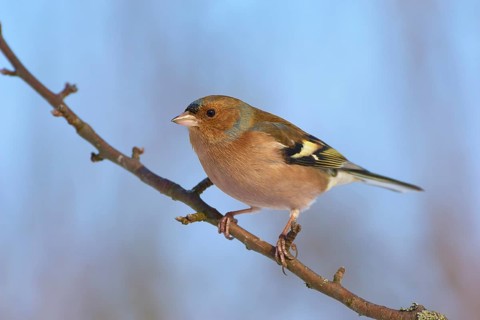 A chaffinch (Fringilla coelebs), sitting on a branch against a blue sky, Odenwald, Hesse, Germany,