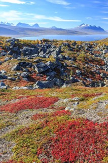 Autumn coloured blueberry bushes, red, sunny, stones, autumn, mountains, Stora Sjöfallet National