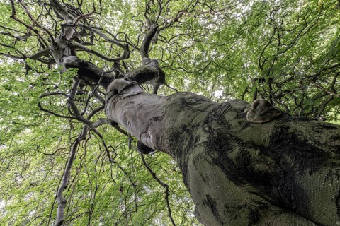 Süntelbuche (Fagus sylvatica suenteliensis), Berggarten Hannover, Lower Saxony, Germany, Europe