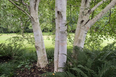 Himalayan birch (Betula utilis jaquemontii), Berggarten Hannover, Lower Saxony, Germany, Europe