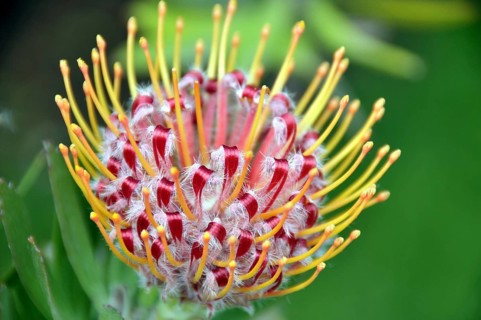 Gardener's tea, Leucospermum, South Africa, Africa