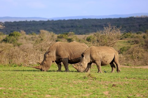White rhino, white rhino (Ceratotherium simum), adult female feeding with young, foraging, two