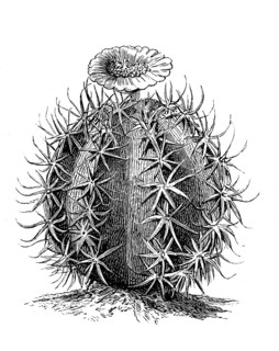 Cactus, Echinocactus horizonthalonius, Illustration from 1890, Historical, digital reproduction of