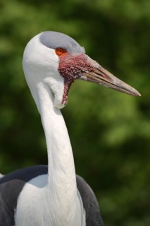 Wattled crane (Bugeranus carunculatus, Grus carunculatus), portrait, captive, occurrence in Africa