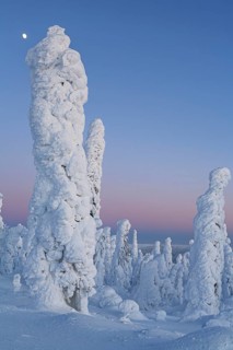 Snow-covered trees in the Arctic at dusk, Dalton Highway, Alaska, USA, North America