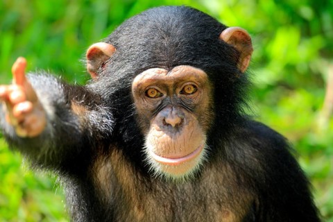 Chimpanzee (Pan troglodytes troglodytes), young animal, portrait