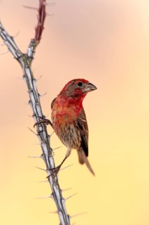 House Finch (Haemorhous mexicanus), adult, male, Ocotillo, cactus, Sonoran Desert, Arizona, USA,