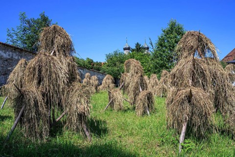Traditional hay harvest, hay, sunny, Benediktbeuern Monastery, Bavaria, Germany, Europe