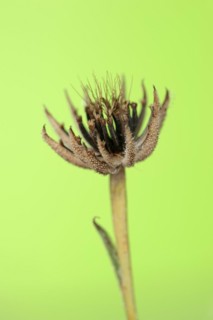 Cretaceous ragwort (Hedypnois rhagadioloides, Hedypnois cretica), fruit stand, Camargue, Provence,