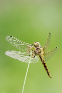 Black-tailed skimmer (Orthetrum cancellatum), female, North Rhine-Westphalia, Germany, Europe