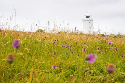 A white lighthouse towers over a flowery meadow, South Foreland Lighthouse, White cliffs of Dover,