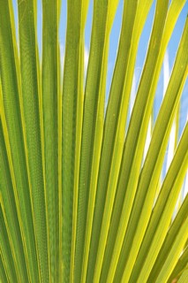 Sunlit palm leaf with shadow play of the leaf veins, cloudless blue sky in the background, close-up