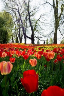 Park and flower meadow with colourful tulips, Mainau Island, Lake Constance, Baden-Württemberg,