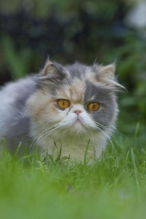 Persian cat, long-haired cat, meadow