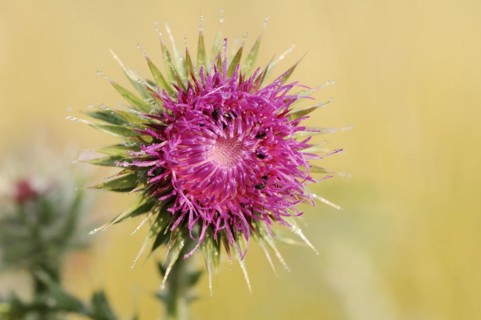 Musk thistle (Carduus nutans), flower, North Rhine-Westphalia, Germany, Europe