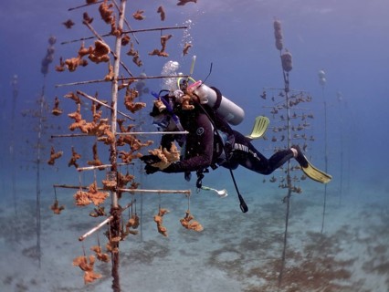 Coral farming. Diver cleans the frame on which young specimens of Elkhorn coral (Acropora palmata)