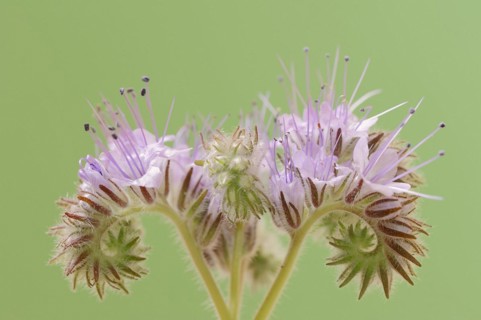 Tansy Phacelia (Phacelia tanacetifolia), flower, North Rhine-Westphalia, Germany, Europe