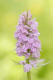 Moorland spotted orchid (Dactylorhiza maculata), North Rhine-Westphalia, Germany, Europe