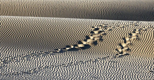 Nature reserve Dunes of Maspalomas, tracks in sand dunes in the evening light, Province of Las