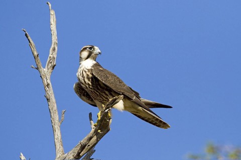 Lanner falcon (Falco biarmicus) on a perch in the Kalahari South Africa