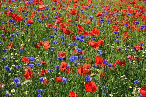 Europe, Germany, Mecklenburg-Western Pomerania, Poppy field and cornflowers near Göhren-Lebbin,