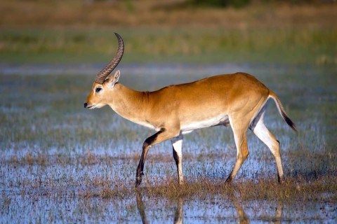 Red hartebeest, Africa, Botswana, (Kobus leche), Okovango Delta, Africa