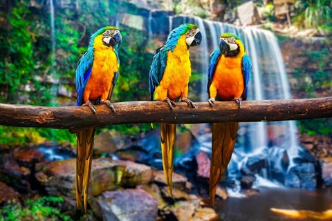 Blue-and-Yellow Macaw Ara ararauna, also known as the Blue-and-Gold Macaw against tropical