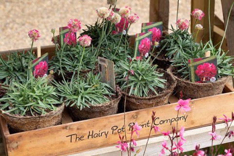 Plants on display from The Hairy Pot Plant Company, Suffolk, England, UK, Armeria pseudarmeria