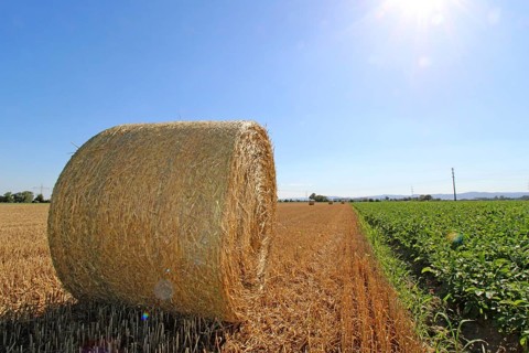 Straw pressed into round bales on a harvested wheat field in the evening sun (Mutterstadt,