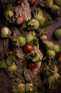 Fresh, green hazelnuts, close-up, on the bark of a walnut tree, uncleaned, top view, rustic, no