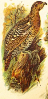 Capercaillie hen (Tetrao urogallus) tree, side view, World of Birds, historical illustration 1890