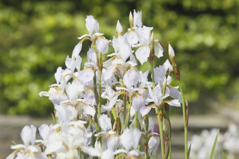 Siberian iris (Iris sibirica), flowers, North Rhine-Westphalia, Germany, Europe