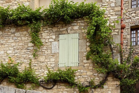 Facade of an old house with shutters and vines (Vitis) growing on the natural stone wall in La