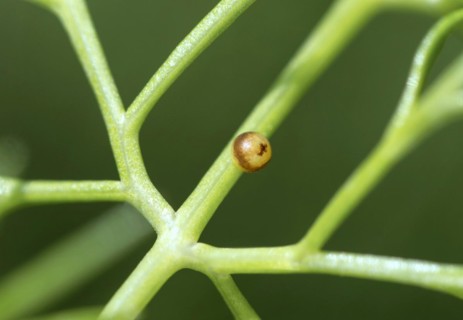 Egg of the swallowtail (Papilio machaon), which has taken on a reddish-brown colour a few days