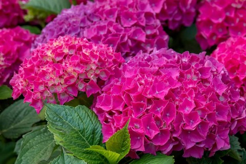 Hydrangea, Hydrangea, North Rhine-Westphalia, Germany, Europe