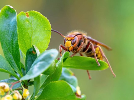 European hornet (Vespa crabro), insect, insects, macro, barberry, plant, common barberry, garden,